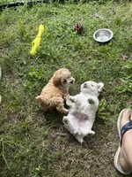 Mercy lyon, a male Poodle - Toy  for sale in Colcord, OK – 4 of 5