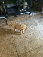 Puppy Lyon four, a male Poodle - Toy  and Poodle - Miniature  for sale in Colcord, OK – 5 of 5