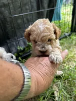 River lyon, a male Poodle - Toy  for sale in Colcord, OK – 2 of 6
