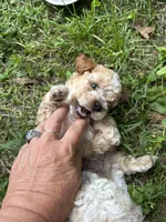 River lyon, a male Poodle - Toy  for sale in Colcord, OK – 5 of 6