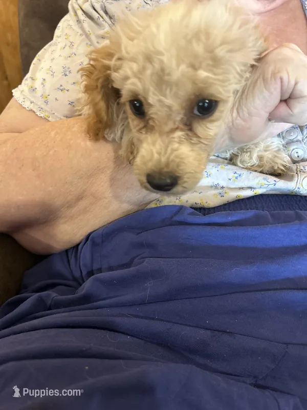 Holmes 5 – Poodle - Toy  puppy for sale in Colcord, OK