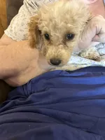 Holmes 5, a female Poodle - Toy  for sale in Colcord, OK – 1 of 3