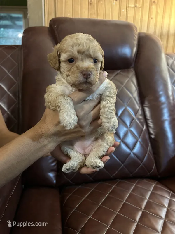 Puppy Lyon three – Poodle - Toy , Poodle - Miniature  puppy for sale in Colcord, OK