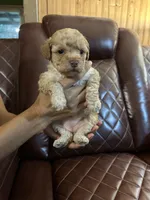 Puppy Lyon three, a male Poodle - Toy  and Poodle - Miniature  for sale in Colcord, OK – 1 of 5