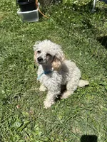 Puppy Lyon four, a male Poodle - Toy  and Poodle - Miniature  for sale in Colcord, OK – 4 of 5