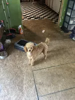 Puppy Lyon three, a male Poodle - Toy  and Poodle - Miniature  for sale in Colcord, OK – 5 of 5