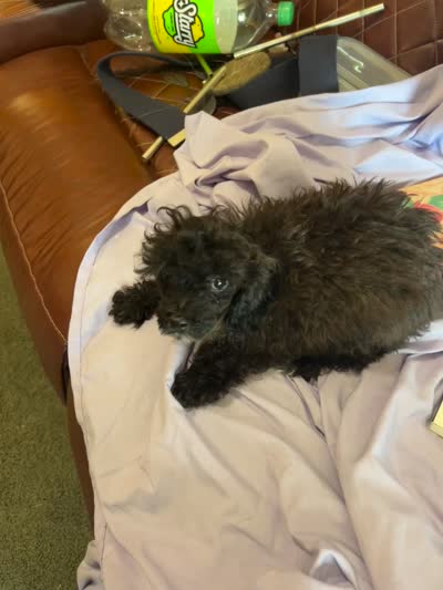 Holmes 3, a male Poodle - Toy  for sale in Colcord, OK – 3 of 3