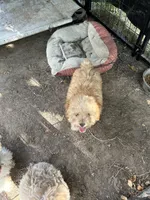 Puppy Lyon three, a male Poodle - Toy  and Poodle - Miniature  for sale in Colcord, OK – 7 of 8