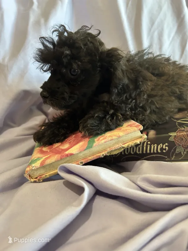 Holmes 3 – Poodle - Toy  puppy for sale in Colcord, OK