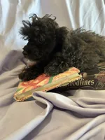 Holmes 3, a male Poodle - Toy  for sale in Colcord, OK – 1 of 3