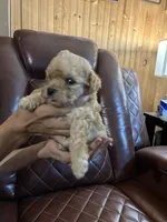 Puppy Lyon four, a male Poodle - Toy  and Poodle - Miniature  for sale in Colcord, OK – 2 of 5