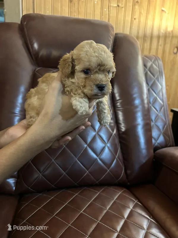 Puppy Lyon four – Poodle - Toy , Poodle - Miniature  puppy for sale in Colcord, OK