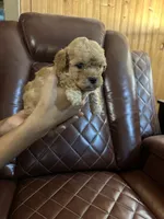 Puppy Lyon four, a male Poodle - Toy  and Poodle - Miniature  for sale in Colcord, OK – 1 of 5