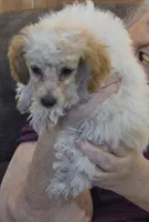 Holmes 5, a female Poodle - Toy  for sale in Colcord, OK – 2 of 3
