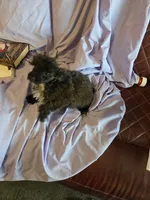 Holmes 4, a male Poodle - Toy  for sale in Colcord, OK – 3 of 3