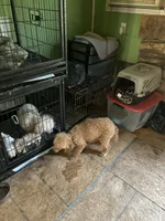 Puppy Lyon five, a female Poodle - Toy  and Poodle - Miniature  for sale in Colcord, OK – 5 of 5