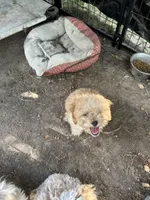 Puppy Lyon three, a male Poodle - Toy  and Poodle - Miniature  for sale in Colcord, OK – 6 of 8