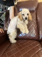 Puppy Lyon three, a male Poodle - Toy  and Poodle - Miniature  for sale in Colcord, OK – 8 of 8