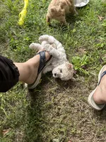Mercy lyon, a male Poodle - Toy  for sale in Colcord, OK – 3 of 5