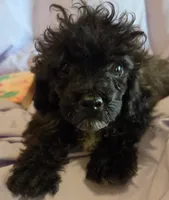 Holmes 4, a male Poodle - Toy  for sale in Colcord, OK – 2 of 3