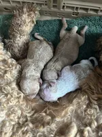 Puppy Lyons two, a male Poodle - Toy  and Poodle - Miniature  for sale in Colcord, OK – 3 of 5