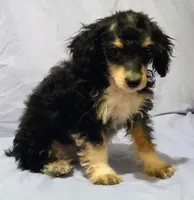 Holmes1, a male Poodle - Toy  for sale in Colcord, OK – 2 of 2