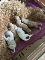 Puppy Lyon five, a female Poodle - Toy  and Poodle - Miniature  for sale in Colcord, OK – 3 of 5