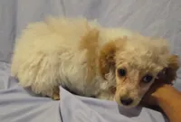 Holmes 5, a female Poodle - Toy  for sale in Colcord, OK – 3 of 3