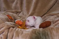 Leo, a male French Bulldog for sale in Richmond, VA – 6 of 9