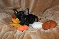 Diesel, a male French Bulldog for sale in Richmond, VA – 5 of 8