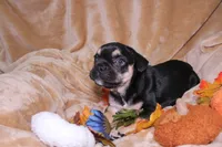 Romeo , a male French Bulldog for sale in Richmond, VA – 4 of 10