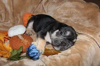 Kuda, a male French Bulldog for sale in Richmond, VA – 9 of 9