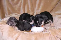 Stormy, a female French Bulldog for sale in Richmond, VA – 4 of 8