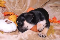 Romeo , a male French Bulldog for sale in Richmond, VA – 5 of 10