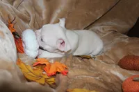 Leo, a male French Bulldog for sale in Richmond, VA – 3 of 9