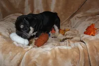 Kuda, a male French Bulldog for sale in Richmond, VA – 6 of 10