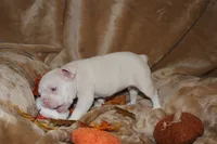 Leo, a male French Bulldog for sale in Richmond, VA – 2 of 9