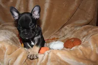 Diesel, a male French Bulldog for sale in Richmond, VA – 7 of 8