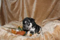 Kuda, a male French Bulldog for sale in Richmond, VA – 5 of 9