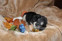 Kuda, a male French Bulldog for sale in Richmond, VA – 2 of 9