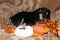 Romeo , a male French Bulldog for sale in Richmond, VA – 8 of 10