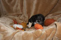 Stormy, a female French Bulldog for sale in Richmond, VA – 3 of 8