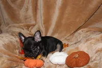 Diesel, a male French Bulldog for sale in Richmond, VA – 4 of 8
