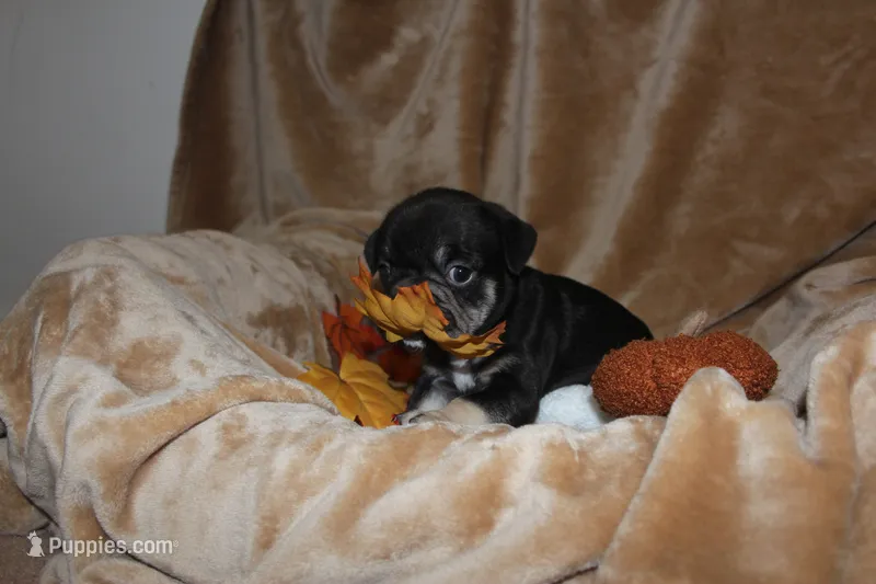 Stormy – French Bulldog puppy for sale in Richmond, VA