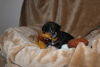 Stormy, a female French Bulldog for sale in Richmond, VA – 1 of 8
