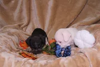 Treasure, a male French Bulldog for sale in Richmond, VA – 3 of 7