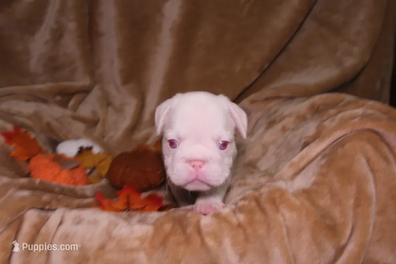 Treasure – French Bulldog puppy for sale in Richmond, VA