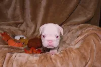 Treasure, a male French Bulldog for sale in Richmond, VA – 1 of 7