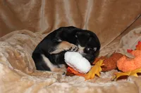 Romeo , a male French Bulldog for sale in Richmond, VA – 7 of 10