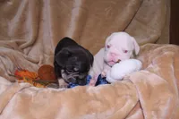 Treasure, a male French Bulldog for sale in Richmond, VA – 6 of 7